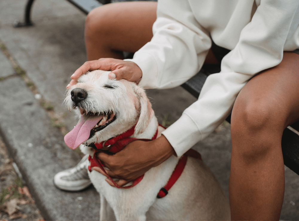 rover pet sitter jobs in Fort Worth, TX rover pet sitter jobs in Fort Worth, TX